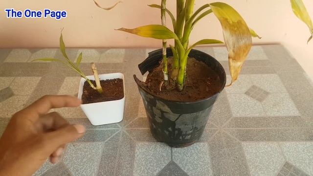How to grow Lucky Bamboo in soil, How to save lucky Bamboo from Dying смотреть онлайн