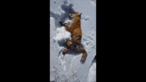 Поймал лису в петю