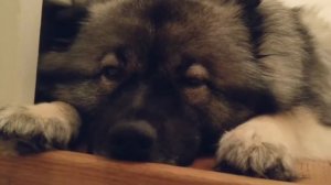 Кеесхонд, Немецкий шпиц. Интеллект, Вопросы и ответы,  История