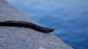 Минога. Возвращение в  Неву)