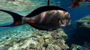 Коралловые рифы Красного моря. Аравийский хирург.  Egypt. Red sea