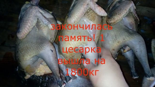 Забой цесарок\Плюсы и минусы содержания цесарок\