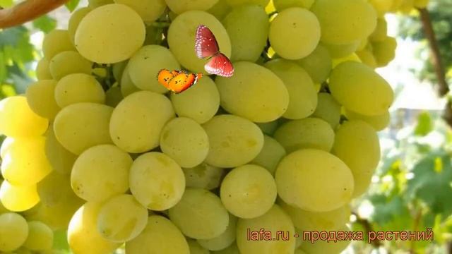 Виноград плодовый Белое Чудо (vitis beloe chudo) ? обзор: как сажать, рассада винограда Белое Чудо