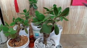 5.Денежное дерево, стилизация под бонсай..mp4