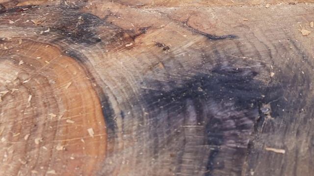 Наткнулись на гвоздь в 100-летнем дубе A nail in an oak tree was sawn through with a chainsaw смотреть онлайн