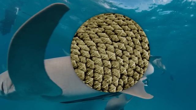 Разговоры о важном 1-4 класс. День российской науки (6 февраля). Классный час смотреть онлайн