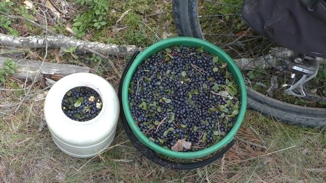 ДЕНЬГИ ИЗ ЛЕСА!!!. 4 ЧАСА 18 ЕВРО НА ЧЕРНИКЕ. смотреть онлайн