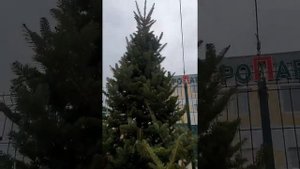 Пихта.Купить пихту в Воронеже #растенияворонеж #пихта #елкавгоршке