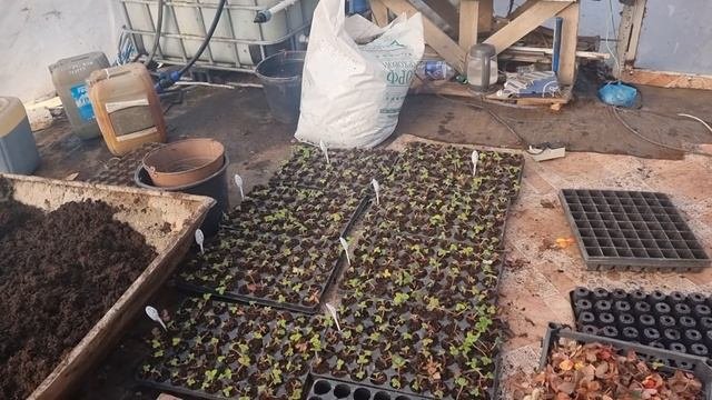 Новый способ зимней посадки малины на раннее плодоношение, Малиновое дерево Таруса.
