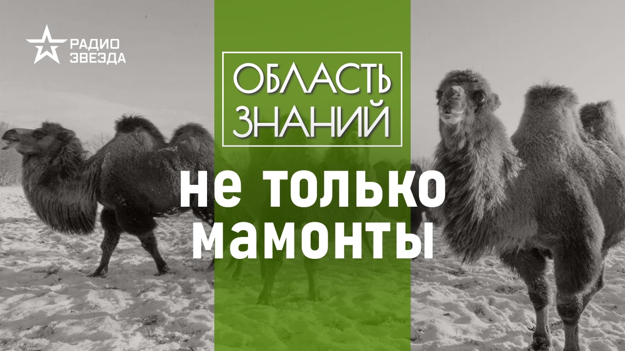 Животные ледникового периода: могут ли верблюды жить в снегах? Лекция палеонтолога Ярослава Попова.