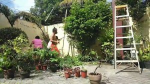 TRIMMING FICUS TREE