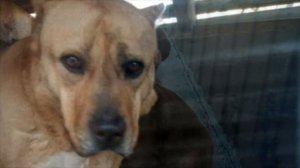 Агрессивного пса хотели усыпить. То, что сделал ветеринар шокировало!