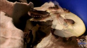 Бледный таракан (Phoetallia pallida) кормление