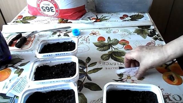 Посадка баклажанов на рассаду