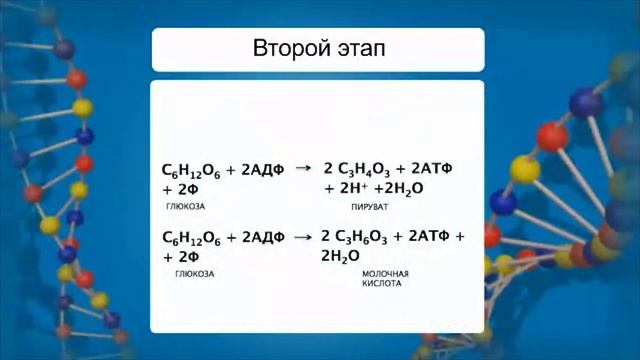Обеспечение клеток энергией. Видеоурок по биологии 9 класс