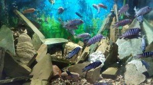 VID_20230528_164131.mp4