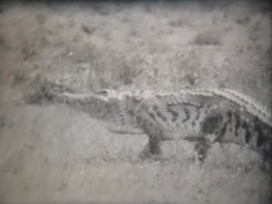 Биология. Пресмыкающиеся. Крокодилы