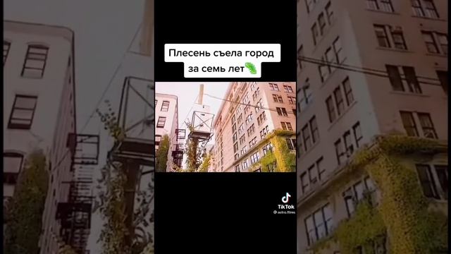 плесень съела город за 7 лет