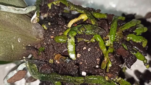 Давняя хотелка. Орхидея фаленопсис "Парфюмерная фабрика" сорт Дасти белл. Phalaenopsis Dusty Belle. смотреть онлайн