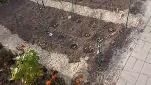 Гортензия в Сибири. Где у меня зимуют черенки - однолетки метельчатой гортензии .