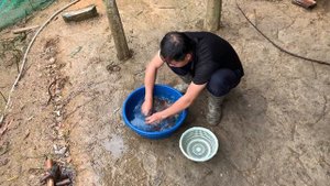 Survival instinct, wilderness alone, find and cook the best wild snails, Build a life (Ep 138)