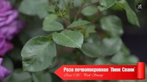 ТОП ЛУЧШИХ СОРТОВ РОЗ 2022 -  ЦВЕТУТ ВСЁ ЛЕТО ?ОБЯЗАТЕЛЬНО ПОСАДИТЕ ЭТИ РОЗЫ? Советы от Хитсад ТВ