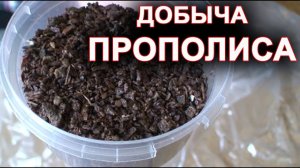 ПРОПОЛИС. Добыча чистого прополиса.
