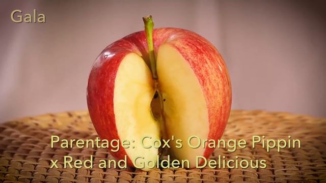 New England GALA apple смотреть онлайн