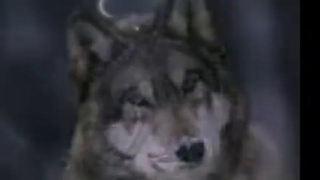 Мои любимые волки смотреть онлайн