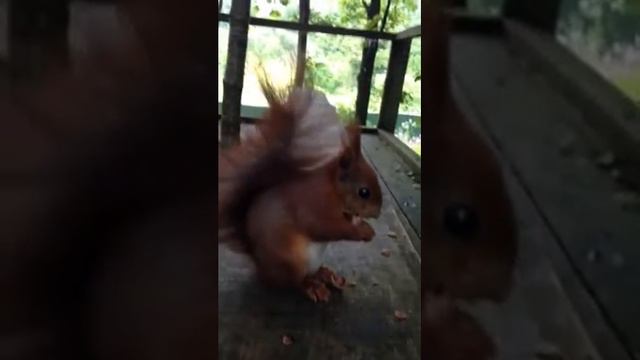 Red Squirrel auditions for Dr Who at Escot, Devon.