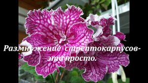 Размножение стрептокарпусов - это просто.