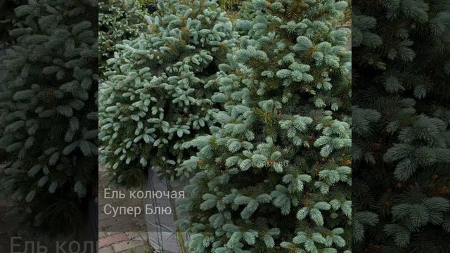 Ель колючая Супер Блю