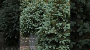 Ель колючая Супер Блю