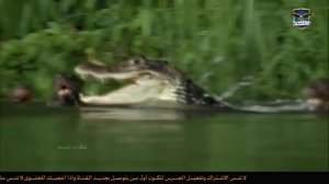 Речные выдры атакуют крокодила, защищая детенышей.