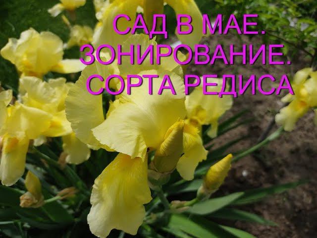 Прогулка по САДУ конец Мая. Планировка сада. Зонирование. Что цветет? Что посажено?