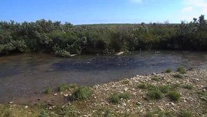 Горбуша идет на нерест