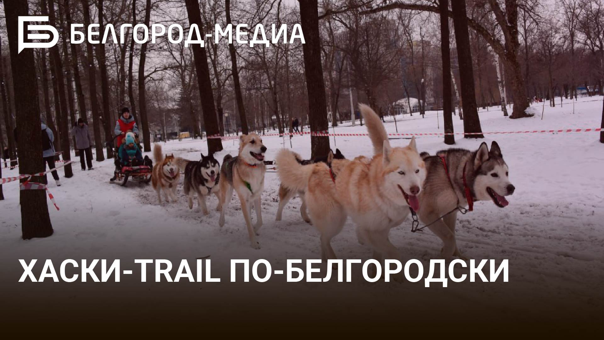 «Хаски-Trail» по-белгородски: как это было