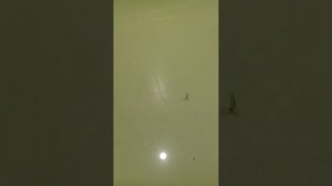 Игра блесны Мерседес