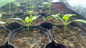 как вырастить салаты и рассаду дома под обычными светодиодными лампами