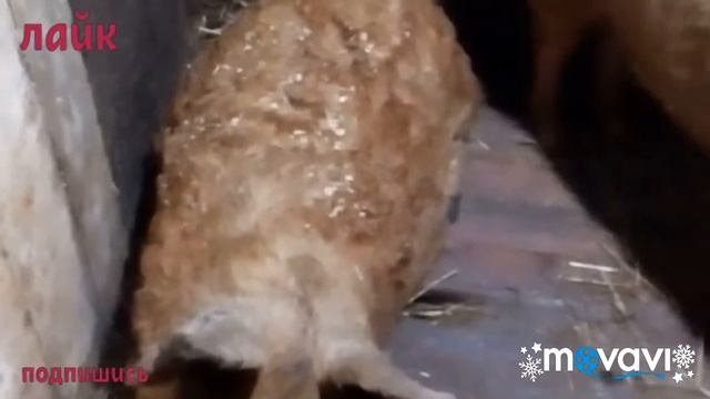 Купил поросят, и кого буду резать на новый год смотреть онлайн