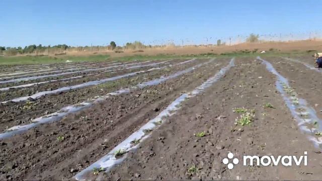 Высадка рассады дыни (Лада) смотреть онлайн