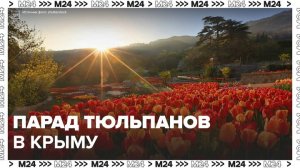"Парад тюльпанов" стартовал в Крыму - Москва 24