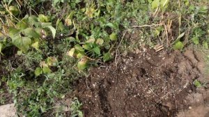 Картошка в ящиках. Сравнение урожайности