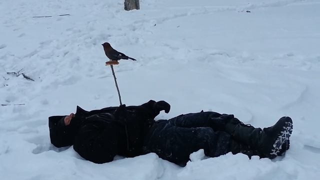 попытка поймать сойку.mp4 смотреть онлайн