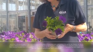 Iron deficiency in petunia