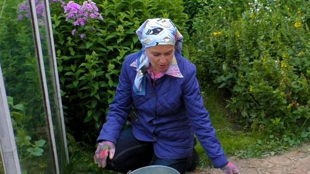 Супер подкормка для томатов! Увеличение урожая и профилактика болезней. смотреть онлайн