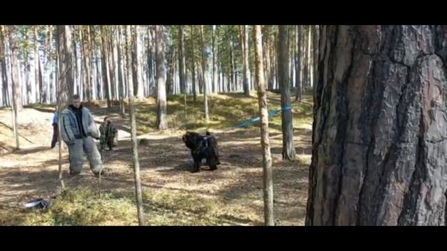 Блэк Биар из Созвездия Кометы смотреть онлайн