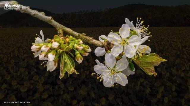 Relaxing Music | Beautiful Flowers and Nature | 10 Minutes смотреть онлайн