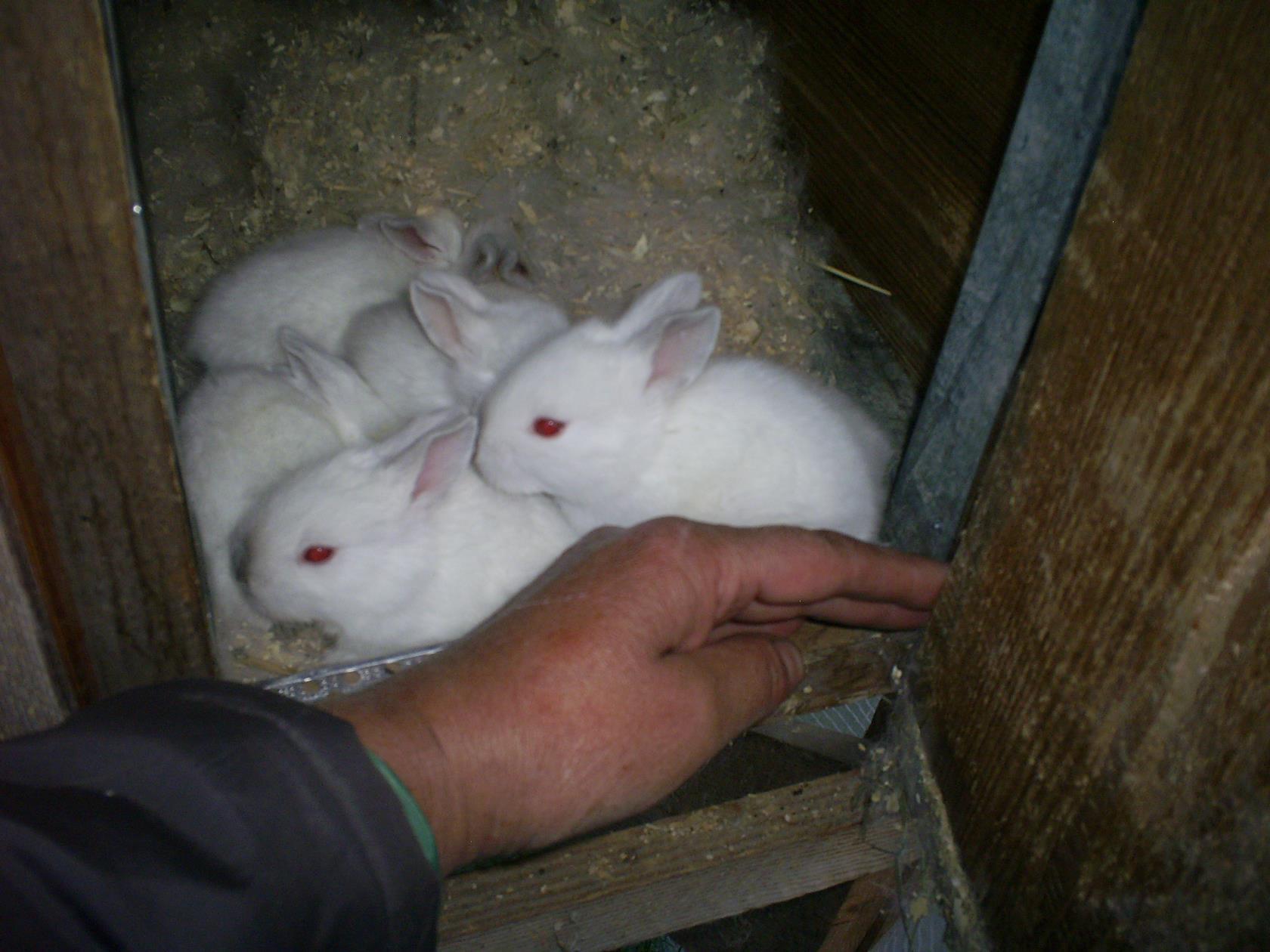 Женщина родила кроликов. Кролики и крольчата. Один кролик. Женщина рожала кроликов. Сколько рождается крольчат у кроликов.