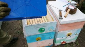 ОТВОДОК БАКФАСТ ПРОТИВ КАРНИКИ